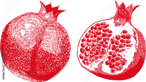 Detailed illustration of a red pomegranate whole and cut open with seeds exposed. Vector illustration