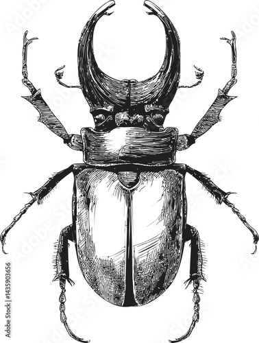 Detailed illustration of black stag beetle with large antlers. Vector illustration