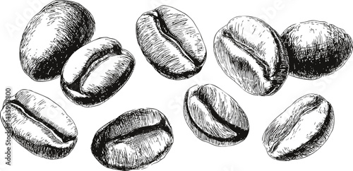 Hand-drawn black and white coffee beans illustration. Vector illustration