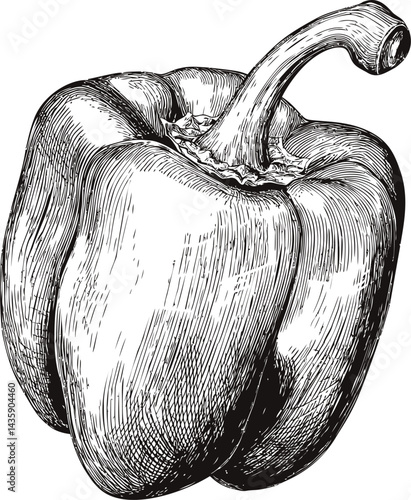Black and white vintage sketch of a bell pepper with detailed texture. Vector illustration