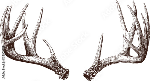 Detailed illustration of two brown antlers isolated. Vector illustration