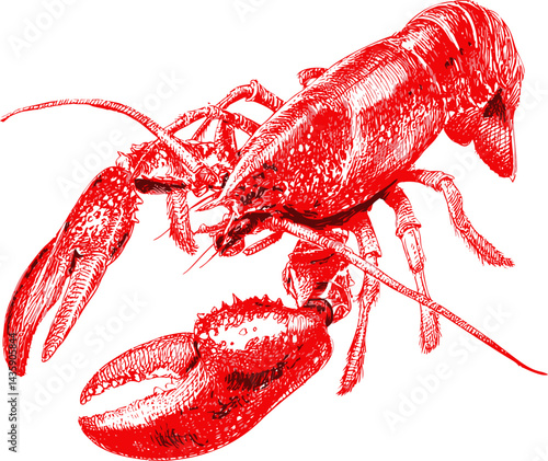 Red detailed illustration of a lobster in sketch style, artistic marine design. Vector illustration