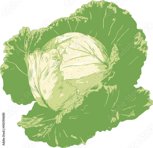 Detailed illustration of a green cabbage with textured leaves. Vector illustration
