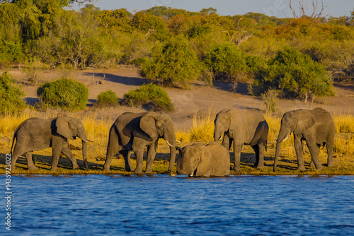 Elephants, Botswana, Africa