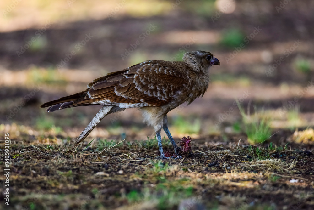 Obraz premium Caracara chimango portrait , La Pampa province, Patagonia , Argentina