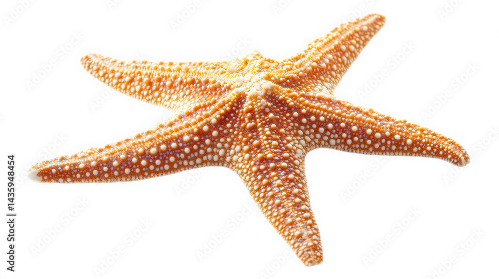 a starfish. showcasing its unique texture and vibrant coloration the starfish is presented against a plain white background. emphasizing its intricate details and natural beauty this type of imagery i a starfish. showcasing its unique texture and vibrant coloration the starfish is presented against a plain white background. emphasizing its intricate details and natural beauty this type of imagery i