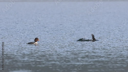 Common goldeneye (Bucephala clangula) pair swimming and diving in the calm waters of Eagle Lake in Lassen County California.