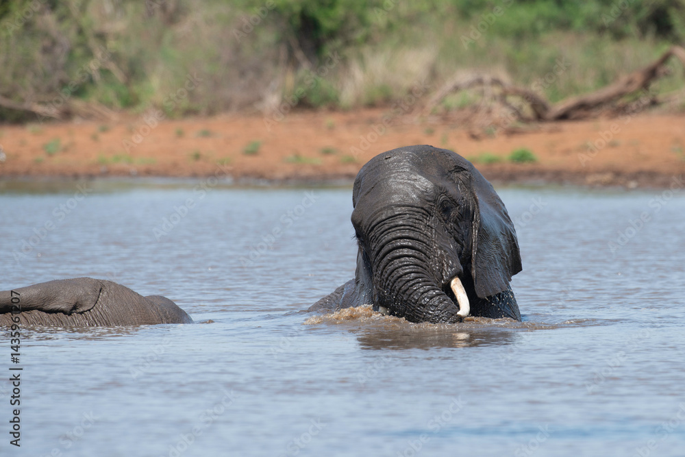 Éléphant d'Afrique, Loxodonta africana, Parc national Kruger, Afrique du Sud