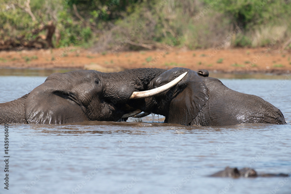 Éléphant d'Afrique, Loxodonta africana, Parc national Kruger, Afrique du Sud
