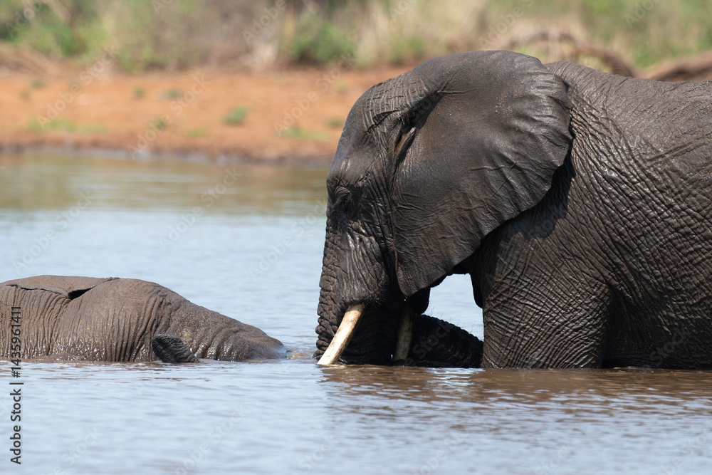 Éléphant d'Afrique, Loxodonta africana, Parc national Kruger, Afrique du Sud