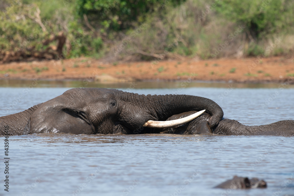 Éléphant d'Afrique, Loxodonta africana, Parc national Kruger, Afrique du Sud