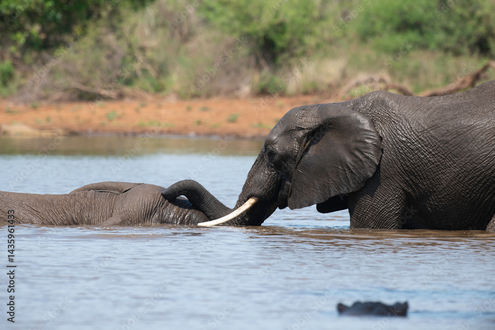 Éléphant d'Afrique, Loxodonta africana, Parc national Kruger, Afrique du Sud