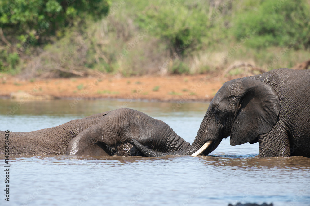 Éléphant d'Afrique, Loxodonta africana, Parc national Kruger, Afrique du Sud