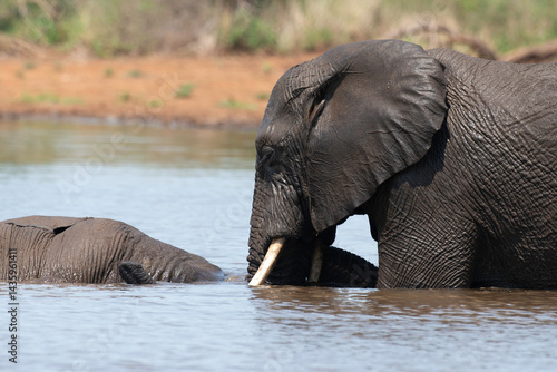 Obraz na płótnie Éléphant d'Afrique, Loxodonta africana, Parc national Kruger, Afrique du Sud w salonie