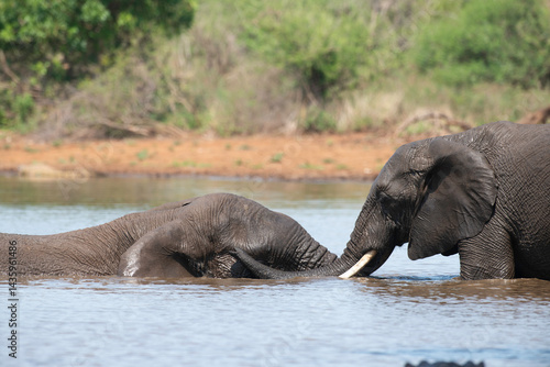 Obraz na płótnie Éléphant d'Afrique, Loxodonta africana, Parc national Kruger, Afrique du Sud w salonie