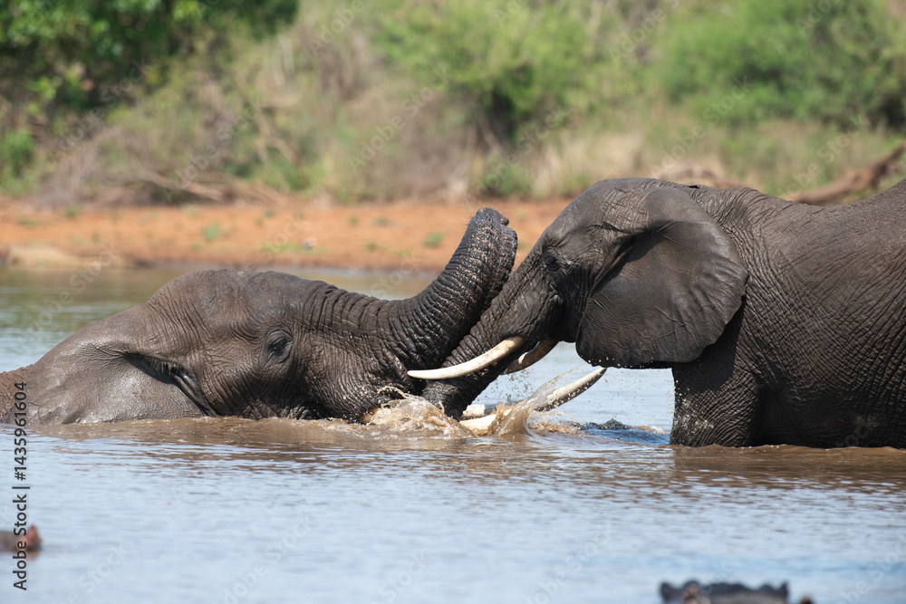 Éléphant d'Afrique, Loxodonta africana, Parc national Kruger, Afrique du Sud