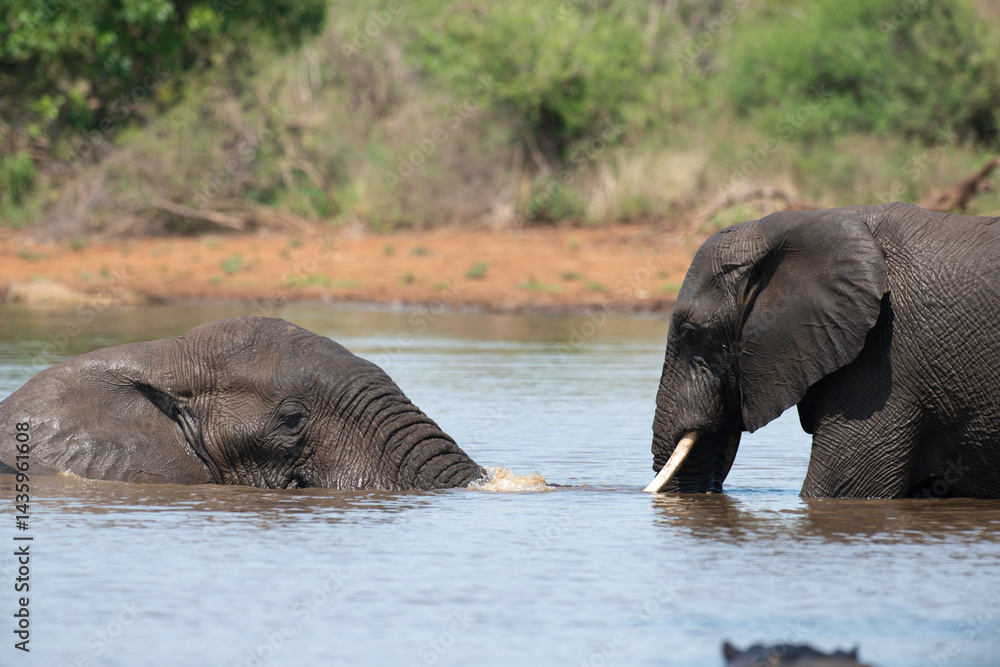 Éléphant d'Afrique, Loxodonta africana, Parc national Kruger, Afrique du Sud