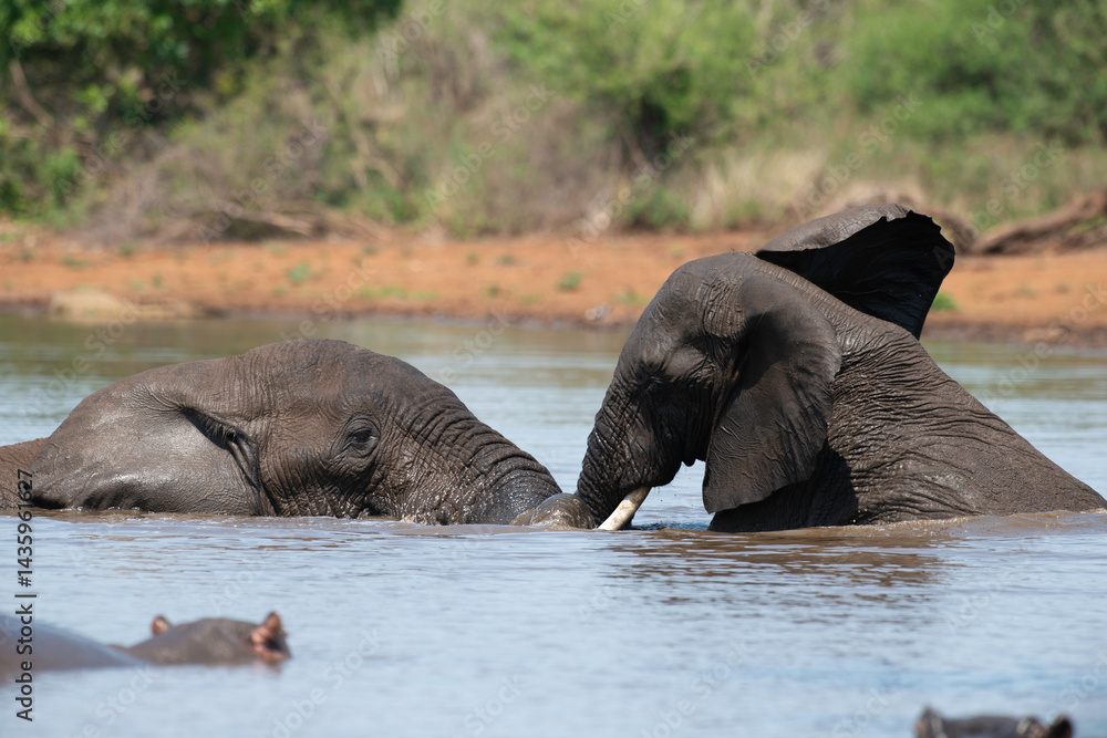 Éléphant d'Afrique, Loxodonta africana, Parc national Kruger, Afrique du Sud