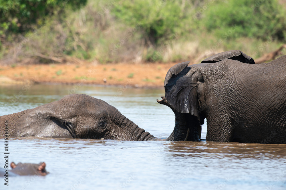 Éléphant d'Afrique, Loxodonta africana, Parc national Kruger, Afrique du Sud