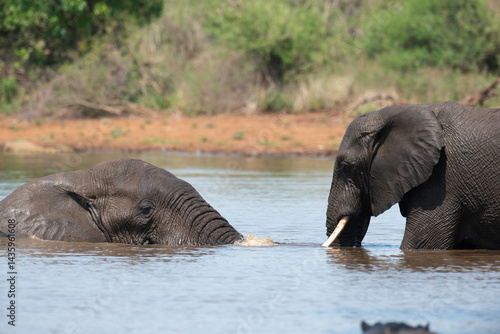 Obraz na płótnie Éléphant d'Afrique, Loxodonta africana, Parc national Kruger, Afrique du Sud w salonie