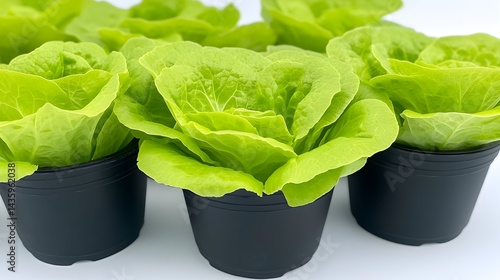 Vibrant green lettuce plants in black pots, freshly grown and ready for harvest or transplanting