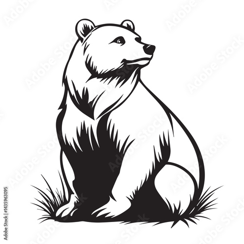 bear vector illustration