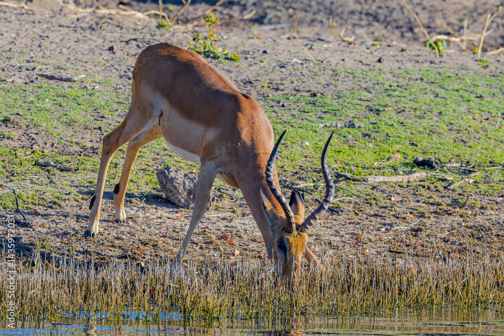 Naklejka premium Impala, Africa, Botswana