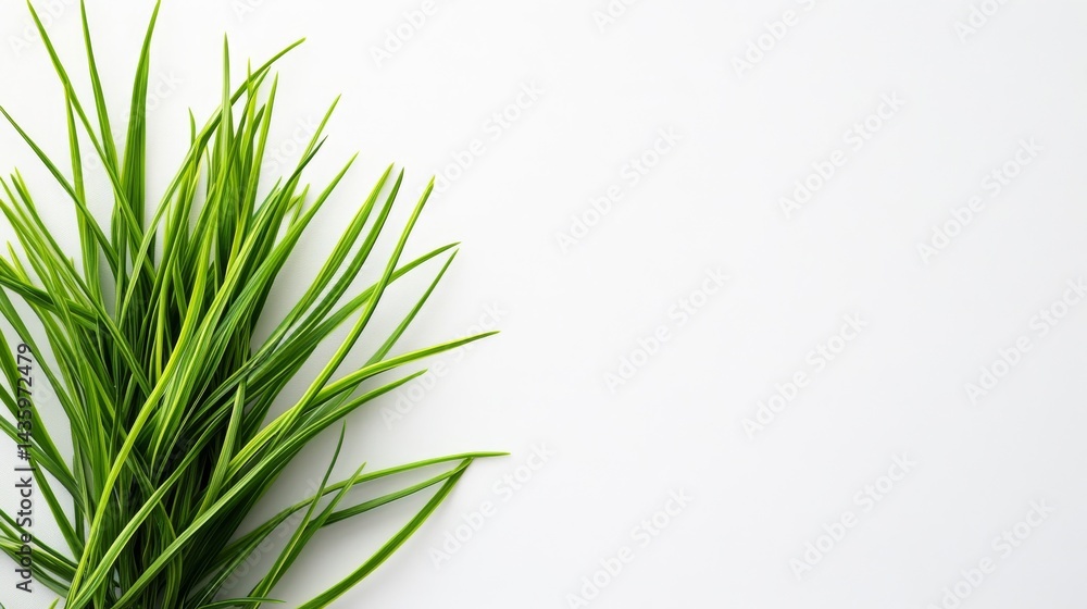 Fototapeta premium Fresh Green Grass in a Minimalist Design