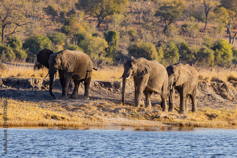Obraz premium Elephants, Africa, Botswana