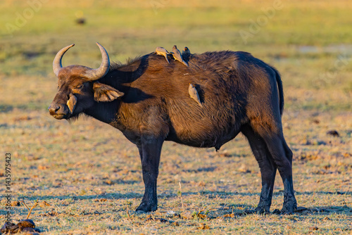Photography Cape Buffalo, Africa, Botswana