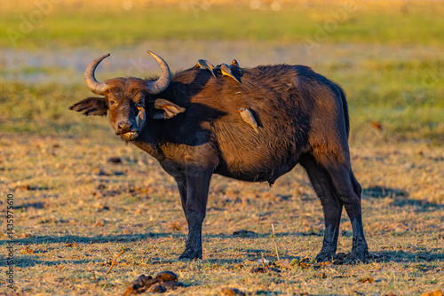 Photography Cape Buffalo, Africa, Botswana