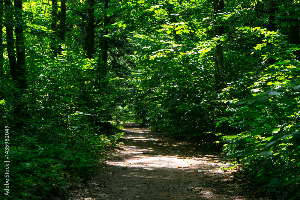 Obraz premium path in the woods