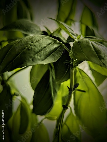 Close-Up of Basil Plant with Portrait Mode Effect and Soft Focus