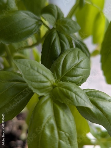 fresh basil leaves