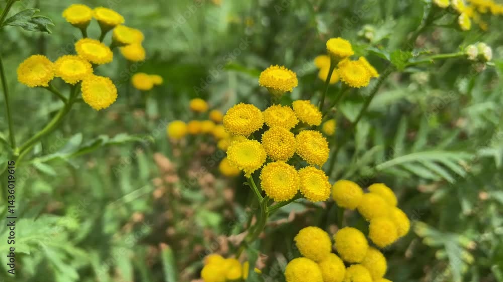 yellow flowers of tansy, used in medicine and cooking, closeup yellow flowers of tansy, used in medicine and cooking, closeup