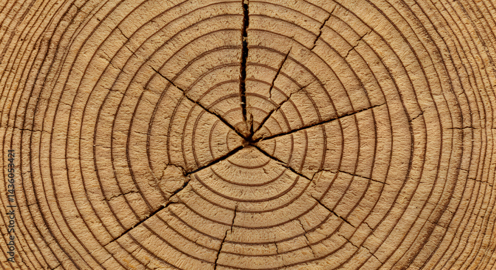 Revealing The Textured Beauty: Concentric Rings And Radial Cracks In Wood Revealing The Textured Beauty: Concentric Rings And Radial Cracks In Wood