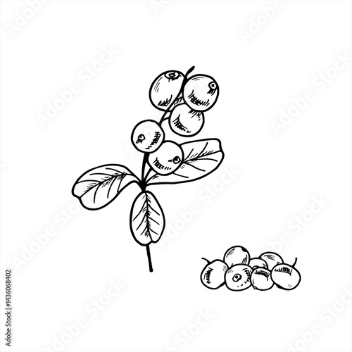 Cranberries on branches with leaves and single berries vector isolated illustration painted by black inks. Etching drawing of Nordic wild berries for eco friendly packaging, organic food branding.