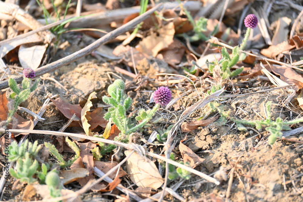 Sphaeranthus indicus. Its flowering plant of the genus Sphaeranthus.
Sphaeranthus indicus Linn. It is widely used in the Ayurvedic system of medicine in various conditions. East Indian globe thistle.
Sphaeranthus indicus. Its flowering plant of the genus Sphaeranthus.
Sphaeranthus indicus Linn. It is widely used in the Ayurvedic system of medicine in various conditions. East Indian globe thistle.