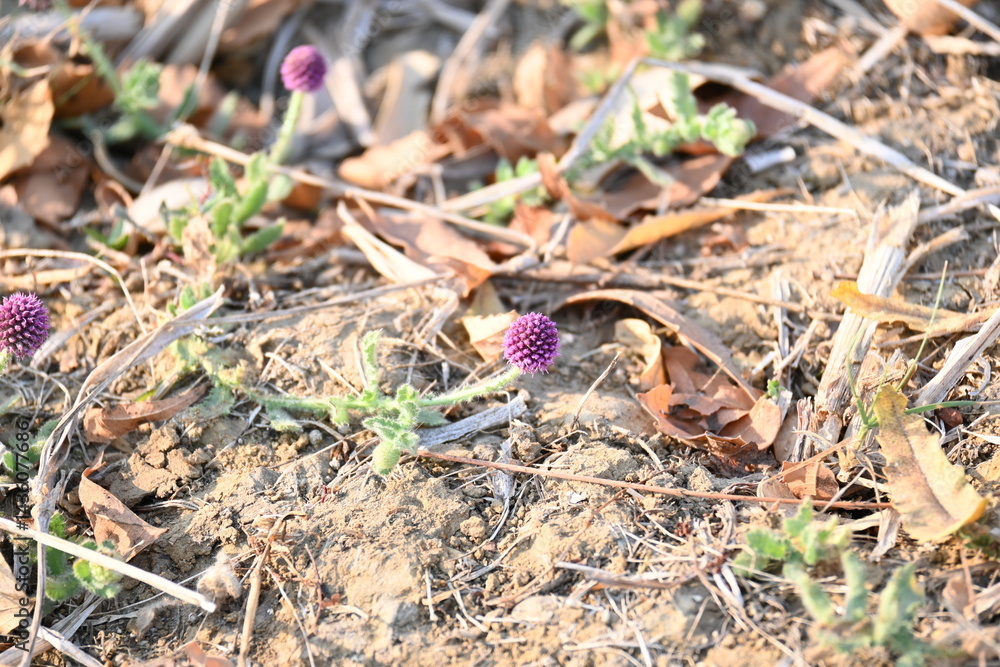 Sphaeranthus indicus. Its flowering plant of the genus Sphaeranthus.
Sphaeranthus indicus Linn. It is widely used in the Ayurvedic system of medicine in various conditions. East Indian globe thistle.
Sphaeranthus indicus. Its flowering plant of the genus Sphaeranthus.
Sphaeranthus indicus Linn. It is widely used in the Ayurvedic system of medicine in various conditions. East Indian globe thistle.
