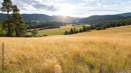 Fototapeta Naklejka Na Ścianę i Meble -  Sunlight casting over dry meadow with scattered trees and golden tones in late summer environment captured in horizontal wide frame stock nature image for outdoor concept