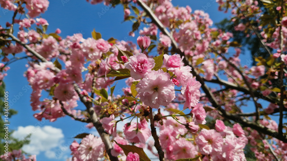 Sakura blossom against a bright blue sky. Beautiful pink sakura flowers. View of flowers from the bottom up. Spring background. Cherry blossom in the park. Nature background