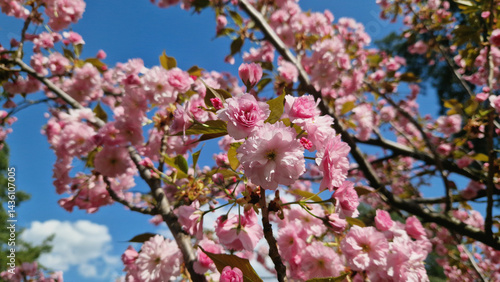 Obraz na płótnie Sakura blossom against a bright blue sky. Beautiful pink sakura flowers. View of flowers from the bottom up. Spring background. Cherry blossom in the park. Nature background w salonie