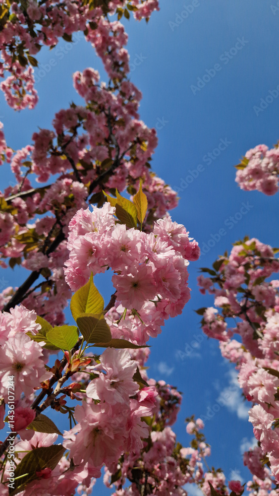 Sakura blossom against a bright blue sky. Beautiful pink sakura flowers. View of flowers from the bottom up. Spring background. Cherry blossom in the park. Nature background