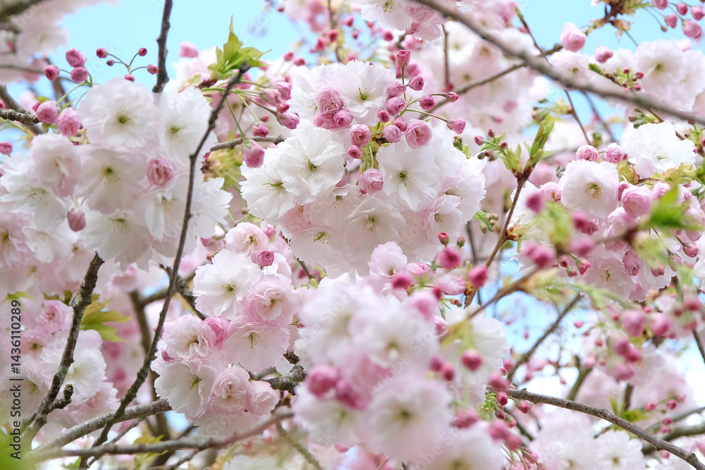 White and pink Prunus ‘Shogetsu’, Blushing Bride flowering cherry tree, in flower. White and pink Prunus ‘Shogetsu’, Blushing Bride flowering cherry tree, in flower.