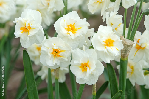 Foto Cream and yellow double tazetta narcissus daffodil ‘Sir Winston Churchill’ in flower