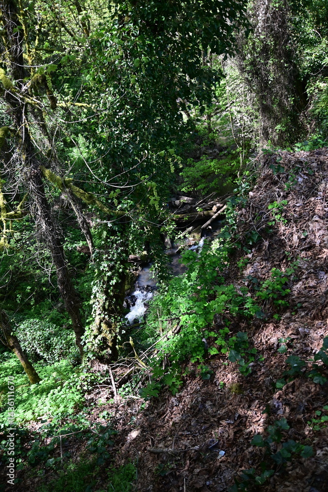 stream flowing in a lush green forest stream flowing in a lush green forest