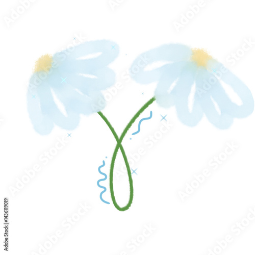 white daisy flower
