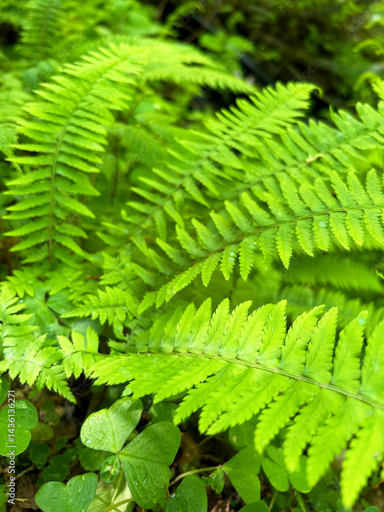 色鮮やかなシダ植物 色鮮やかなシダ植物