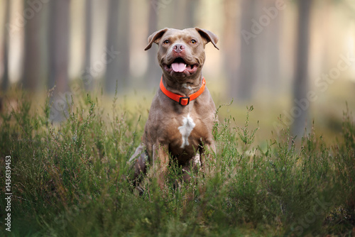 Foto happy american pit bull terrier dog sitting in the forest