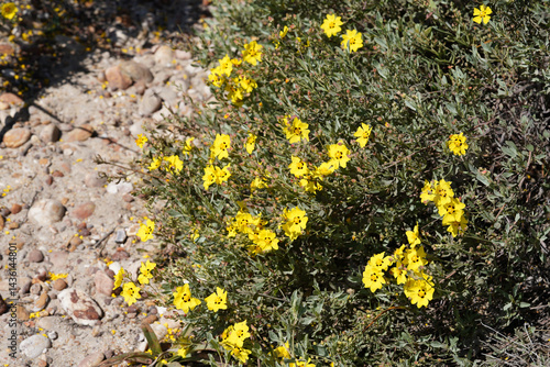 Spotted Yellow Sun Rose (Cistus halimifolius)